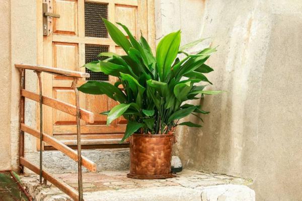 4 گیاه آپارتمانی برای فضای کم نور