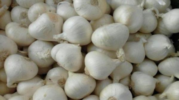 برگزاری جشنواره ملی موسیر در استان چهارمحال و بختیاری برگزاری جشنواره ملی موسیر در استان چهارمحال و بختیاری