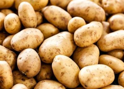 روش صحیح نگهداری سیب زمینی به پیشنهاد کارشناسان