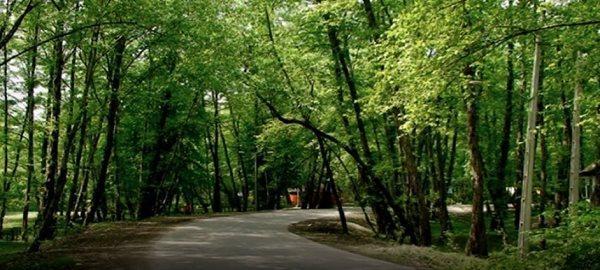جنگل گلندرود یکی از جاذبه های گردشگری استان مازندران به جنگل گلندرود یکی از جاذبه های گردشگری استان مازندران به شمار می رود